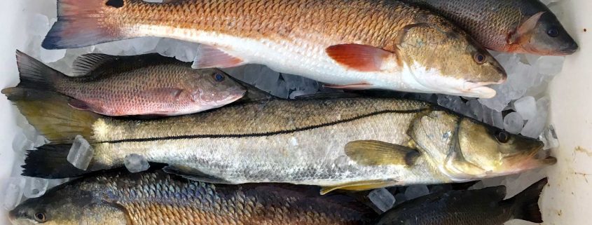 snook fishing